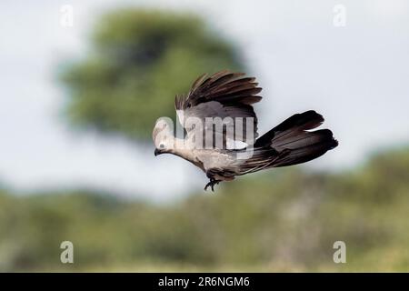 Grey go-away-bird (Corythaixoides concolor) in flight - Onkolo Hide, Onguma Game Reserve, Namibia, Africa Stock Photo