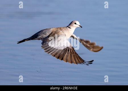 cape-turtle-dove-in-flight-stock-photo-alamy