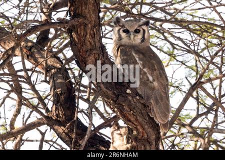 Verreaux's eagle-owl (Ketupa lactea) - Onguma Game Reserve, Namibia, Africa Stock Photo