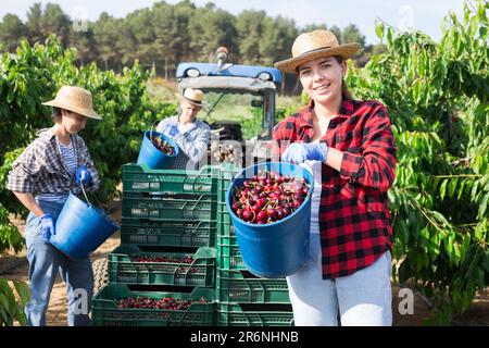 Smiling young woman farmer standing in orchard during harvest of sweet cherries Stock Photo