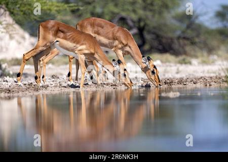 Impala (Aepyceros melampus) drinking at waterhole at the  Onkolo Hide, Onguma Game Reserve, Namibia, Africa Stock Photo