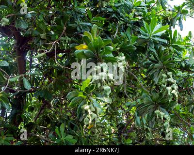 Keben, Barringtonia asiatica fruits, fish poison tree, sea poison tree, mangrove tree Stock Photo
