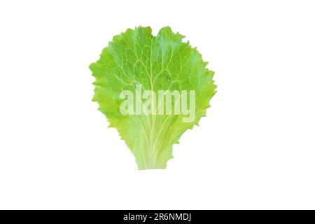 Lettuce salad green leaf isolated on white. Lactuca sativa leaf vegetable. Stock Photo