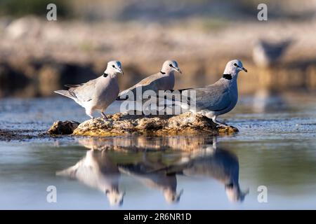 Ring-necked dove (Streptopelia capicola) or Cape Turtle Dove - Onkolo Hide, Onguma Game Reserve, Namibia, Africa Stock Photo