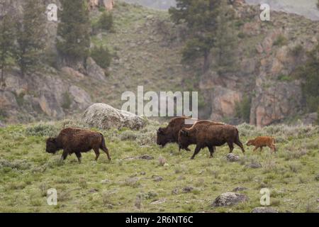 Lamar Valley bison calf, Yellowstone National Park Stock Photo