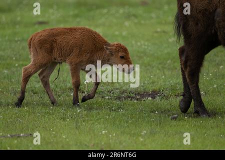 Lamar Valley bison calf, Yellowstone National Park Stock Photo