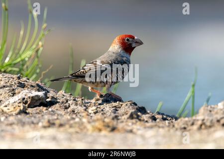Red-headed finch (Amadina erythrocephala) - Onguma Game Reserve, Namibia, Africa Stock Photo
