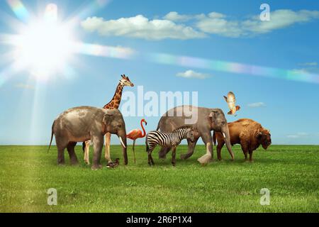 Many different animals on green grass under blue sky Stock Photo