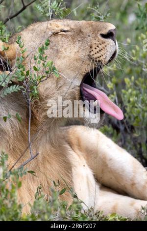 Young male lion (Panthera leo) yawning - Onguma Game Reserve, Namibia, Africa Stock Photo