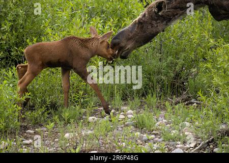 Moose calf, Grand Teton National Park Stock Photo