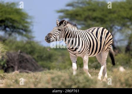 Plains zebra (Equus quagga, formerly Equus burchellii) -Onguma Game Reserve, Namibia, Africa Stock Photo