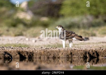 African hawk-eagle (Aquila spilogaster) at the Onkolo Hide - Onguma Game Reserve, Namibia, Africa Stock Photo