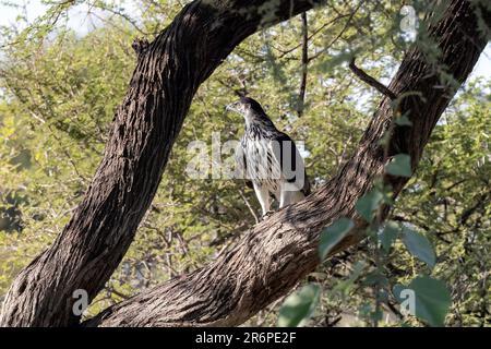 African hawk-eagle (Aquila spilogaster) at the Onkolo Hide - Onguma Game Reserve, Namibia, Africa Stock Photo