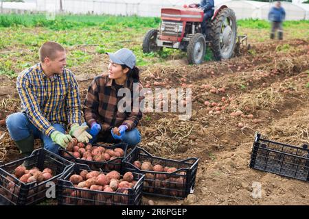 Couple of professional farmers harvesting potatoes Stock Photo