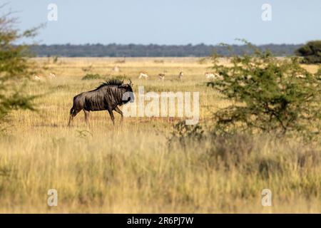 Blue wildebeest (Connochaetes taurinus) walking in savannah - Onguma Game Reserve, Namibia, Africa Stock Photo