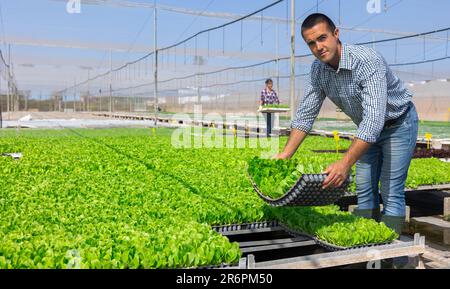 Man farmer holding trays for seedling in glasshouse. Woman carrying box with sprouts in background Stock Photo