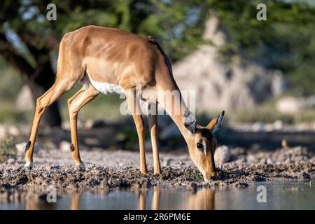 Impala (Aepyceros melampus) drinking at waterhole at the  Onkolo Hide, Onguma Game Reserve, Namibia, Africa Stock Photo