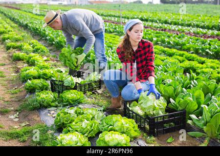 Farm couple harvesting green lettuce on plantation in spring Stock Photo