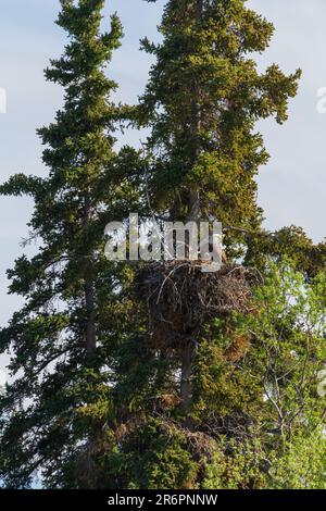 Bald eagle family in a nest during summer in Northern Canada. Taken in the boreal forest. Stock Photo