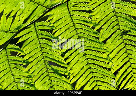 Bright green, healthy fern plants seen in Australian rainforest with close detail, blurred dark background. Stock Photo