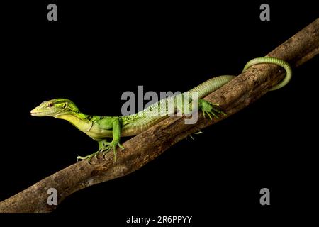 Emerald tree monitor (Varanus prasinus) on branch. Stock Photo