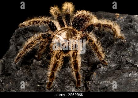 Curly hair tarantula (Tliltocati albopilosus) Stock Photo