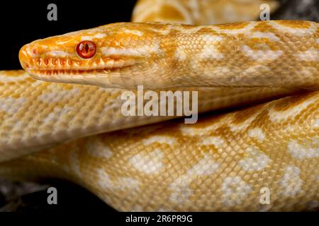 Albino rainbow boa (Epicrates cenchria cenchria) Stock Photo