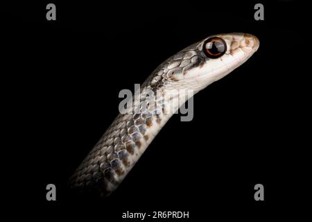 North American racer (Coluber constrictor Stock Photo - Alamy