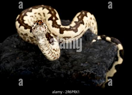 Solomon island ground boa (Candoia paulsoni) Stock Photo