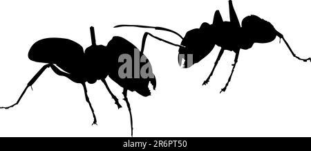 Two black ants's fighting on white background Stock Vector