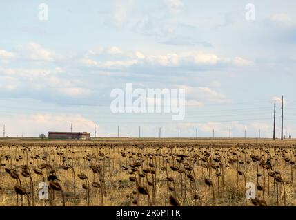 Dried Sunflower Field. Dried ripe sunflowers on a sunflower field in Colorado Stock Photo