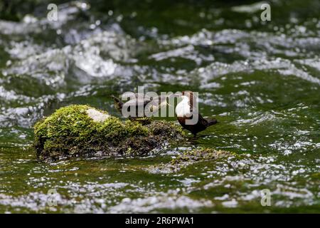 Dipper [ Cinclus cinclus ] Adult bird feeding chick on mossy rock in the river Stock Photo