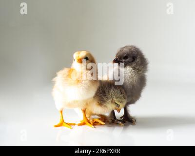 Three little newborn brown chickens on white with copy space Stock Photo