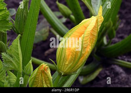 Close-up of an yellow courgette squash blossom grown in organic garden Stock Photo