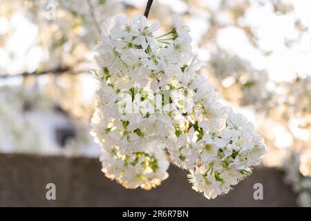 Sour cherry flower in sunshine in spring Stock Photo