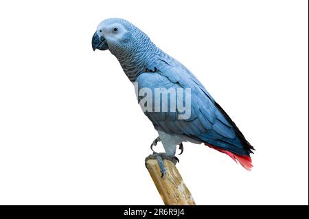Grey parrot isolate parakeet perching on branch on white background isolate Stock Photo