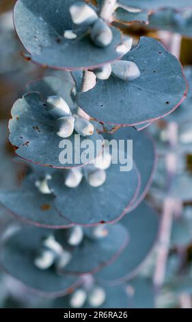 A stem of rounded Blue gum Eucalyptus leaves with turban or capsule shaped flower buds in sets of three, popular in floral arrangements, Australia Stock Photo