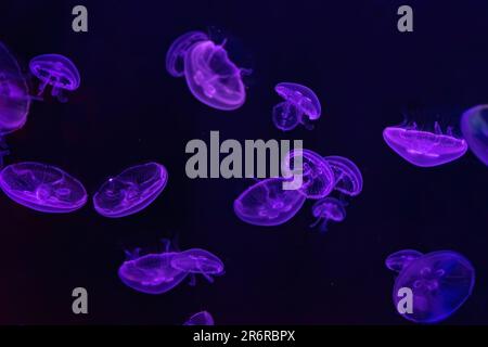 Group of fluorescent atlantic moon jellyfish swimming underwater aquarium pool with neon light. Aurelia aurita, also called the common jellyfish, moon Stock Photo