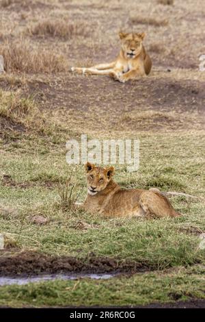 Lion (Panthera leo), Serengeti National Park, Tanzania, Africa Stock Photo