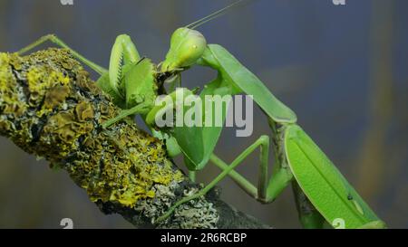 June 10, 2023, Odessa oblast, Ukraine, Eastern Europe: Large female green praying mantis greedily eating green grasshopper sitting on tree branch covered with lichen. Transcaucasian tree mantis (Credit Image: © Andrey Nekrasov/ZUMA Press Wire) EDITORIAL USAGE ONLY! Not for Commercial USAGE! Stock Photo