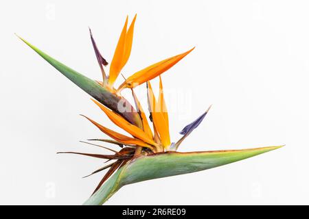 Closeup view of colorful inflorescence of tropical strelitzia reginae aka bird of paradise or crane flower blooming on white background Stock Photo