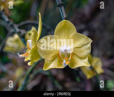 Closeup view of bright yellow orange and white flower of epiphytic orchid phalaenopsis hybrid aka moth orchid blooming outdoors in tropical garden Stock Photo