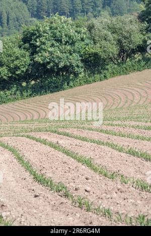 Sloping sunny field with young Maize Corn / Zea mays plants growing in mid-June. Stock Photo