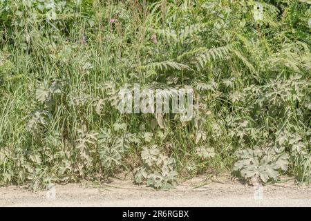 Hot summer weather [UK] with sun shining on wayside grass verge and its' plants covered in a fine muddy dust. Stock Photo