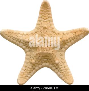 Vector starfish isolated on white background Stock Vector