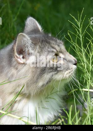 gray purebreed Siberian cat outdoor in a flower field Stock Photo