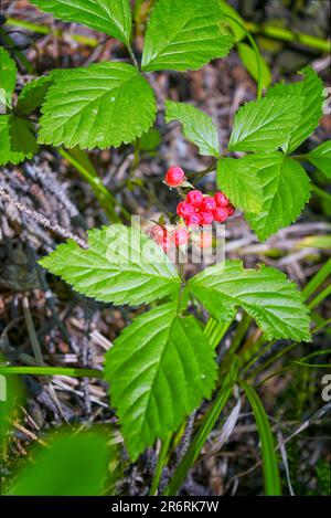 Bright red transparent glowing drupe berries on a summer day against the background of a green forest. Beautiful forest landscape with red berries. St Stock Photo