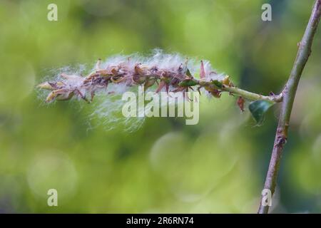 Ripe seeds of a white willow tree (Salix alba), silky wooly hairs aids the flight and dispersal in the wind, green background, copy space, selected fo Stock Photo