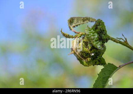Deformed curled leaves full of black aphids on a weakened cherry tree in the orchard, agriculture concept for pests and diseases of useful plants, cop Stock Photo