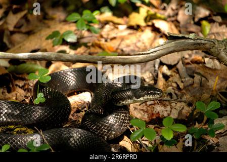 Rat Snake on the Appalachian Trail in Pennsylvania Stock Photo